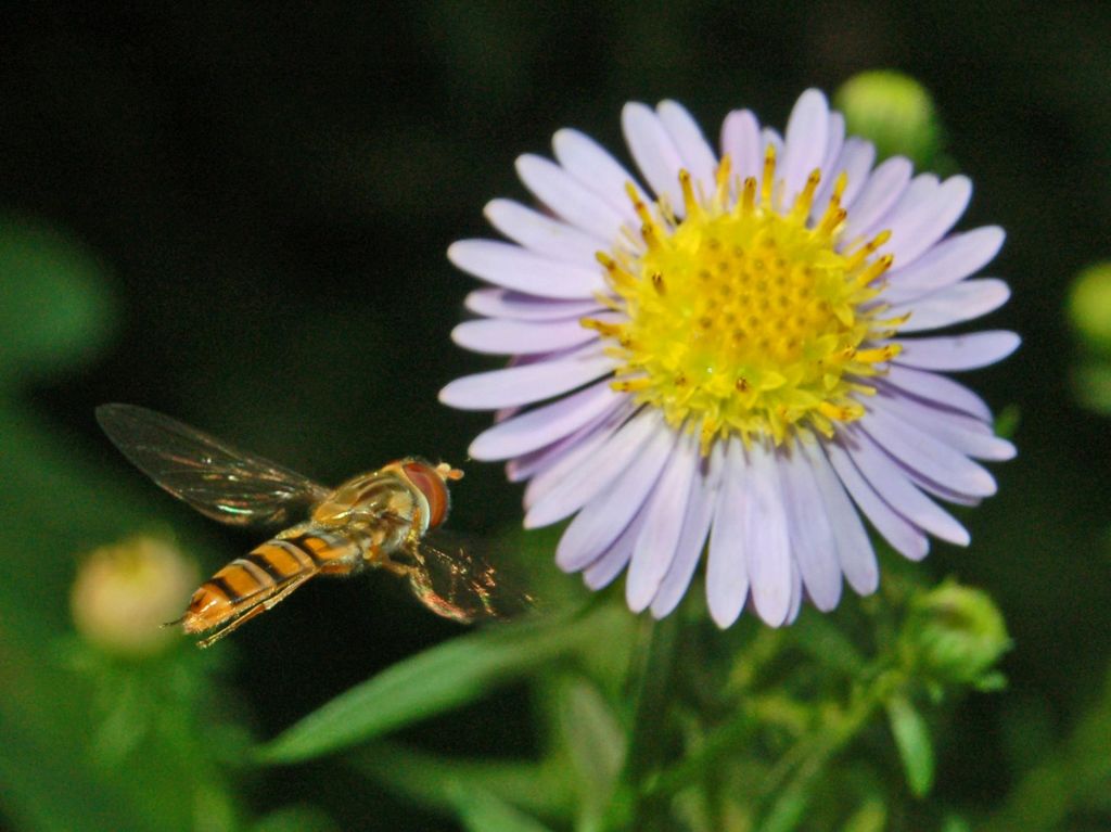 Galleria di insetti in volo